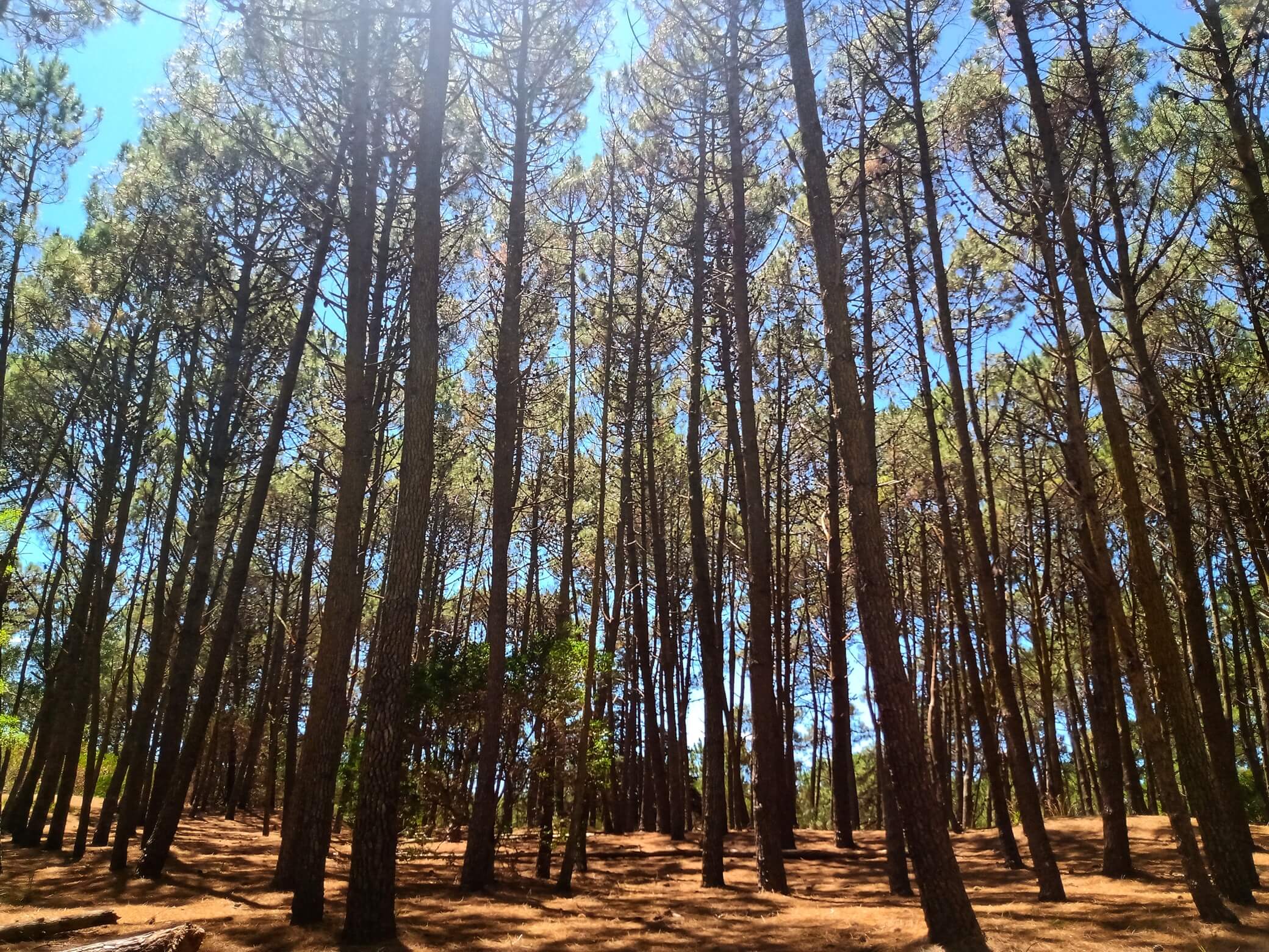 bosque